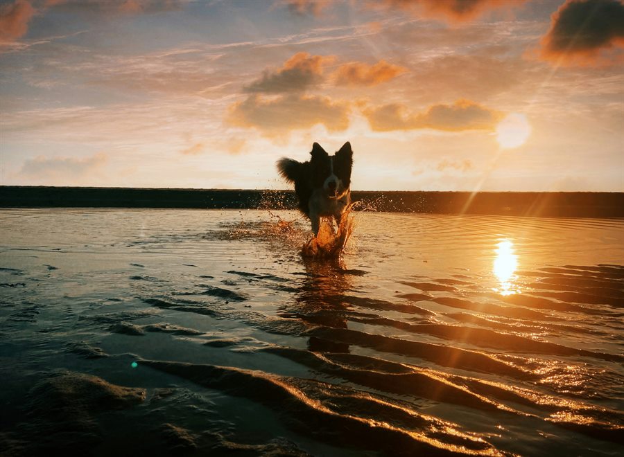 Foto eines Hundes, der bei Sonnenuntergang durchs flache Wasser läuft, neben dem Entwurf in Öl (Foto)